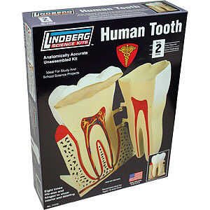 Human Tooth Lindberg Science Kit (Used - Like New)