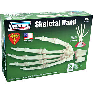 Skeletal Hand Lindberg Science Kit (Used - Like New)