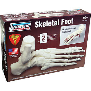 Skeletal Foot Lindberg Science Kit (Used - Like New)